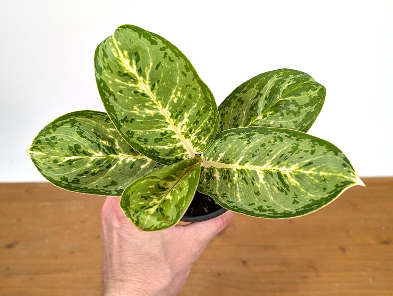 Aglaonema Green Papuma