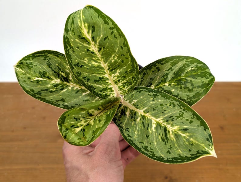Aglaonema Green Papuma