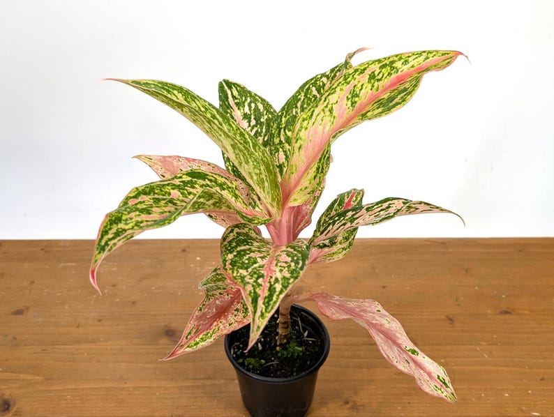 Aglaonema Platinum
