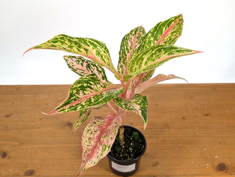 Aglaonema Platinum