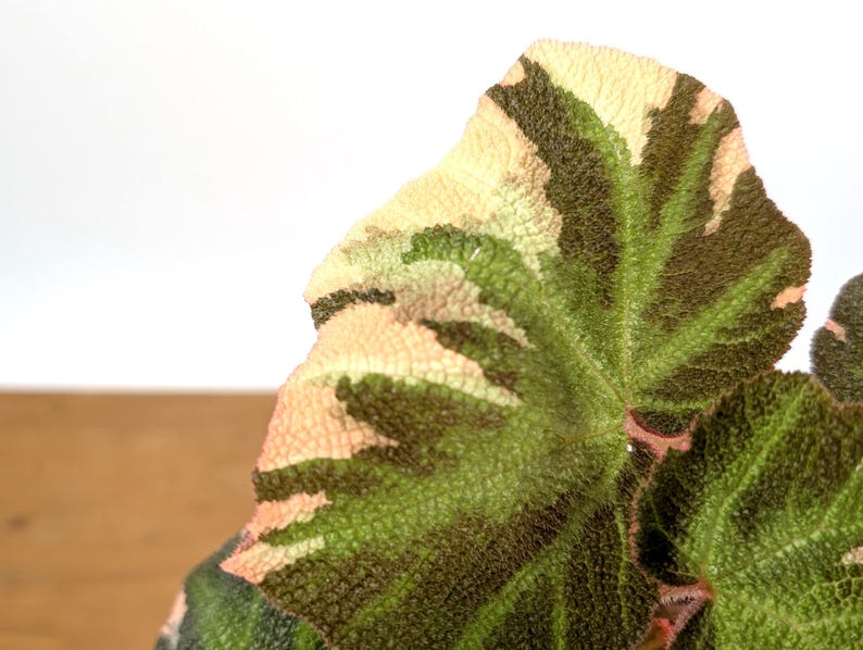 Begonia Soli Mutata Variegated