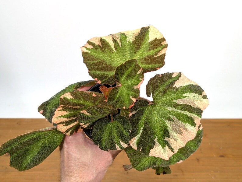 Begonia Soli Mutata Variegated