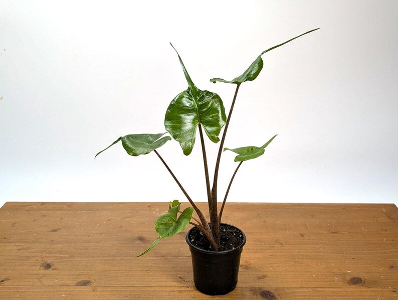 Alocasia Stingray