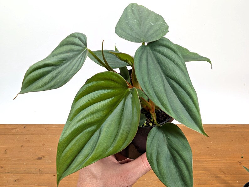 Philodendron sp Colombia Silver