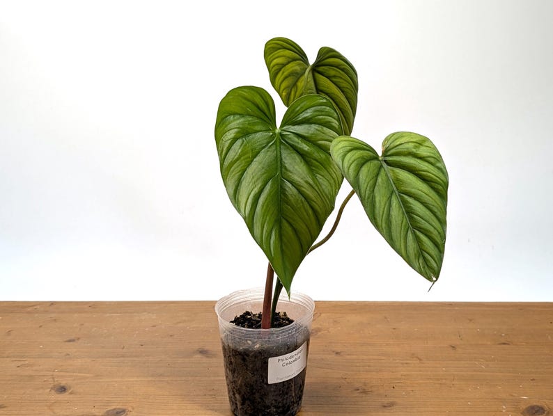 Philodendron sp Colombia Silver