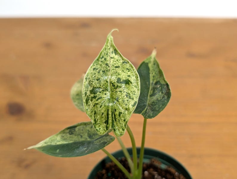 Alocasia Dragon Scale Mint Variegated