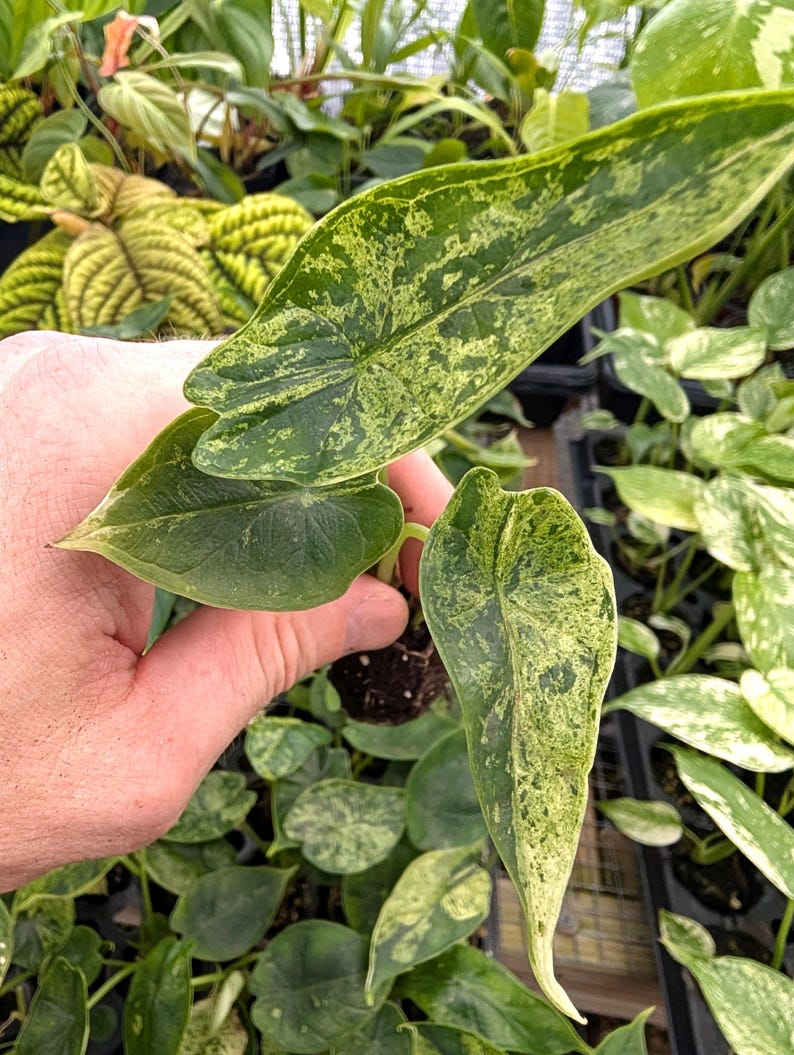 Alocasia Dragon Scale Mint Variegated