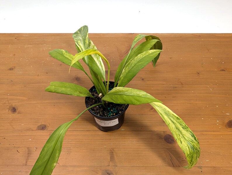 Anthurium Vittarifolium Variegated