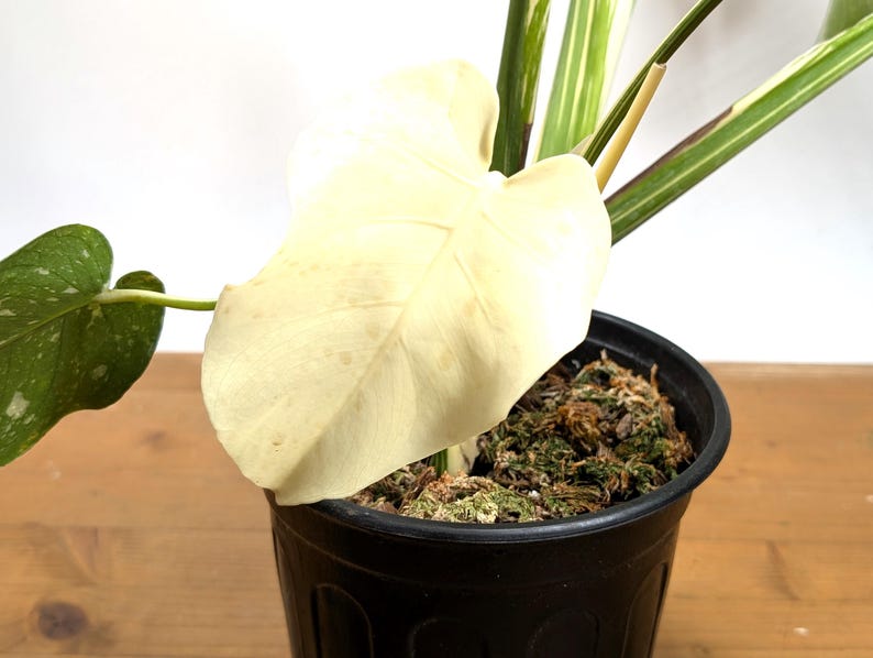 Monstera Thai Constellation EXACT 8" 2Gallon Pot