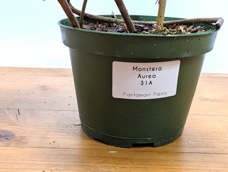 Monstera Aurea Huge Floating Plant in 6 inch pot Multiple Leaves Great Color |