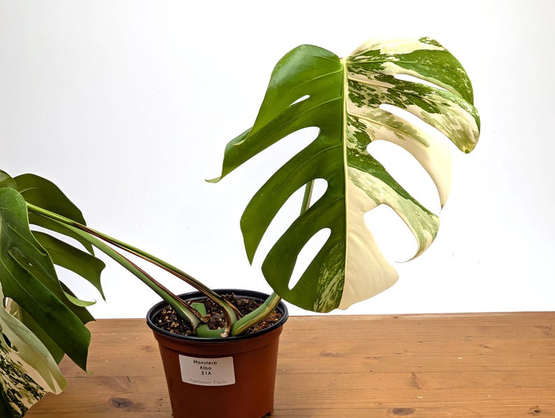 EXACT Monstera Albo Borsigniana - 6 Inch Pot