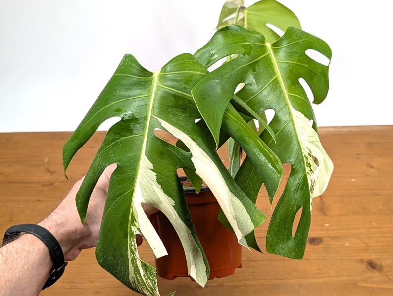 EXACT Monstera Albo Borsigniana - 6 Inch Pot