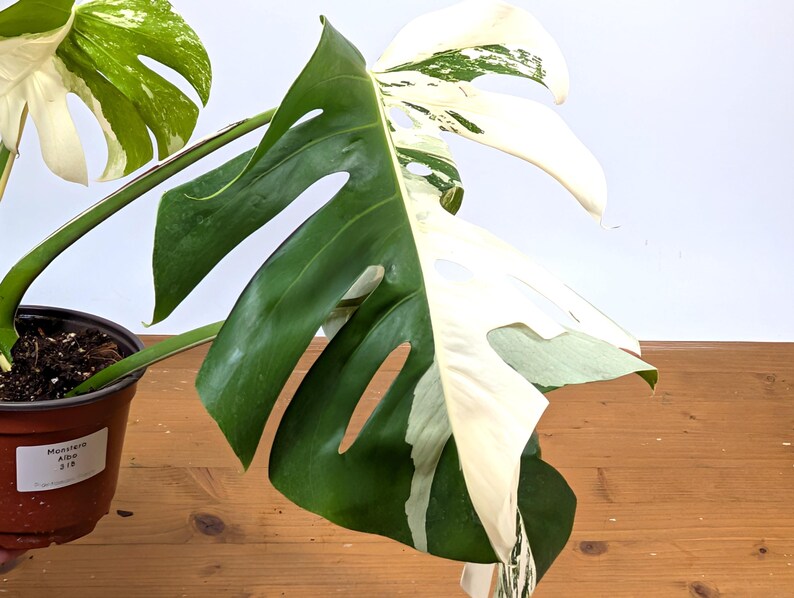 EXACT Monstera Albo Borsigniana - 6 Inch Pot