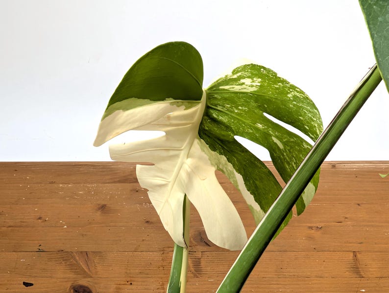 EXACT Monstera Albo Borsigniana - 6 Inch Pot