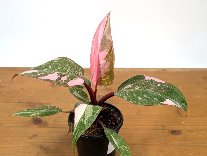 Philodendron Pink Princess 'Bubble Gum'