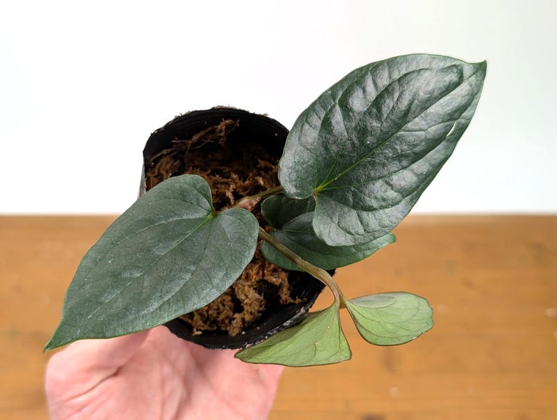 Anthurium 'Happy Bunny' (Pinkleyi x Luxurians)