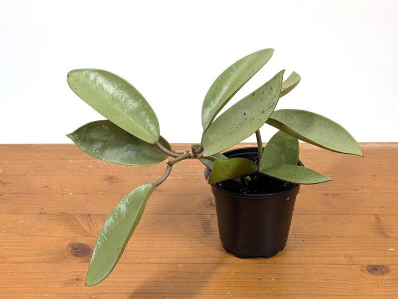 Hoya Silver Dollar