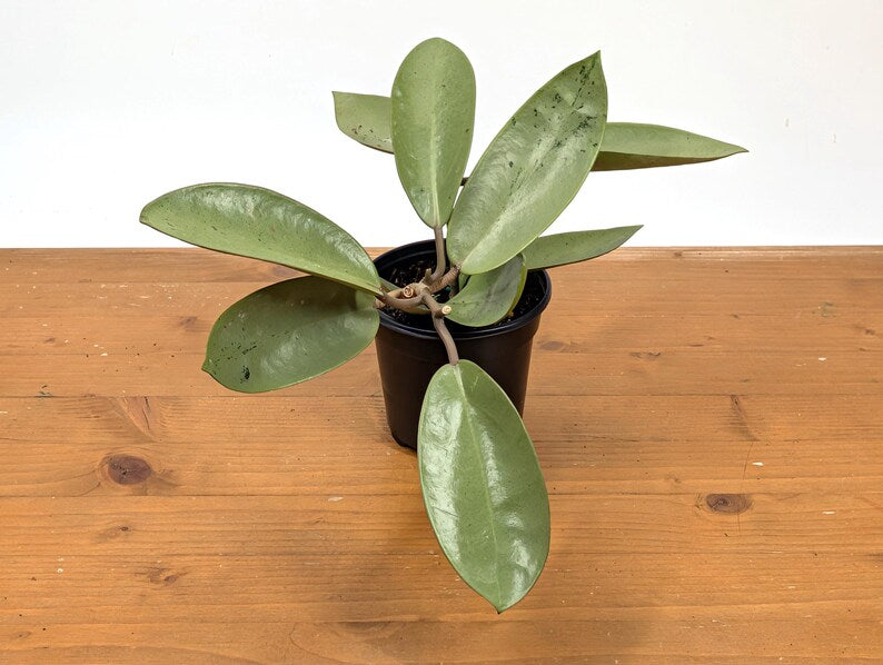 Hoya Silver Dollar