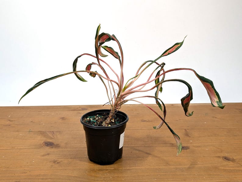 Aglaonema Flying Squid