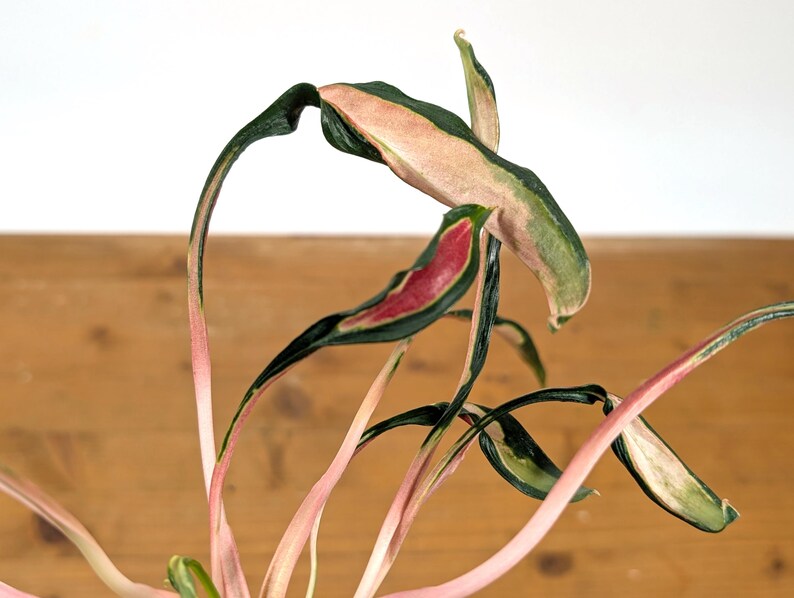 Aglaonema Flying Squid