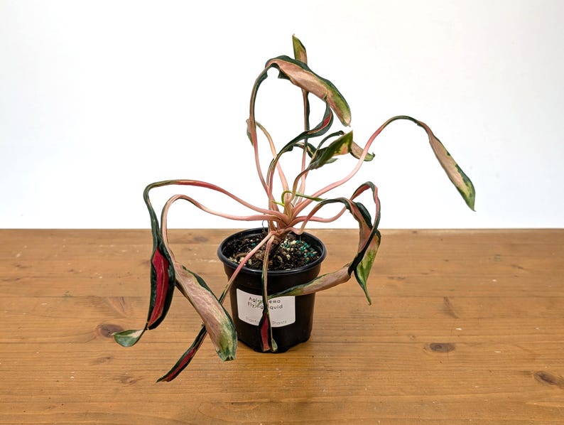Aglaonema Flying Squid