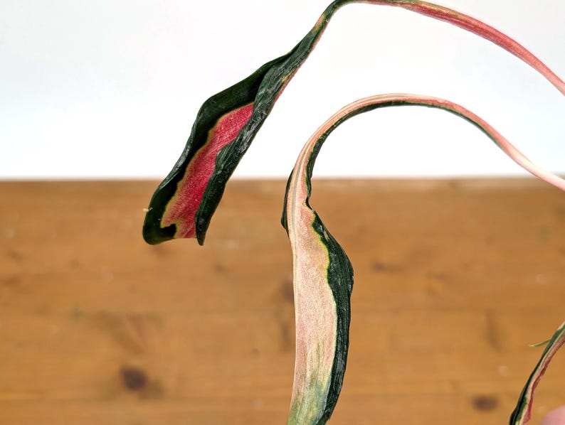 Aglaonema Flying Squid