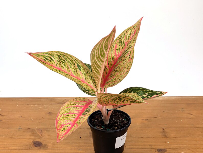 Aglaonema Red Legacy