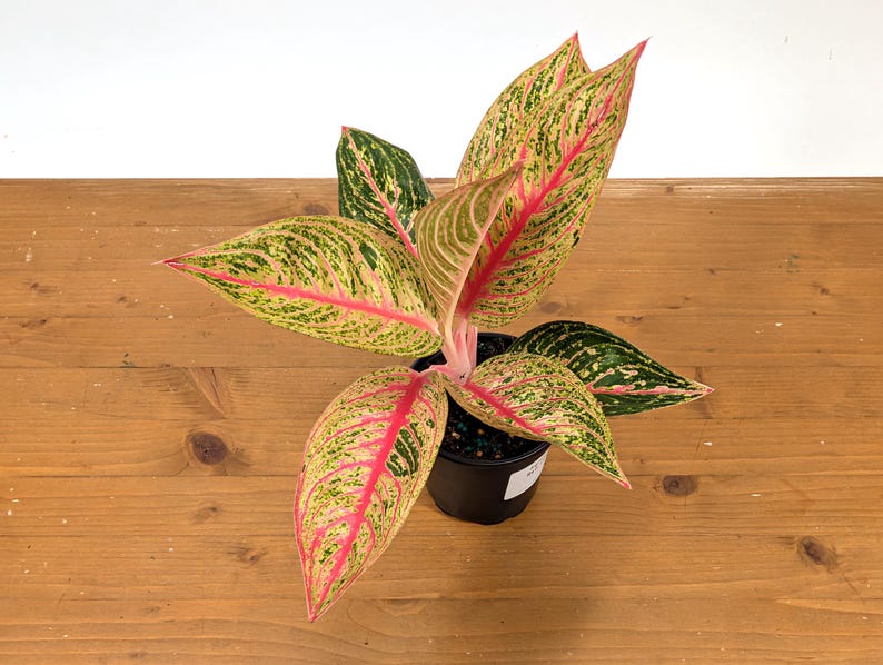 Aglaonema Red Legacy