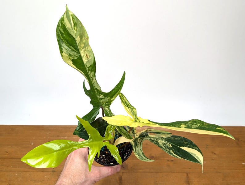 Philodendron Florida Beauty Variegated XL