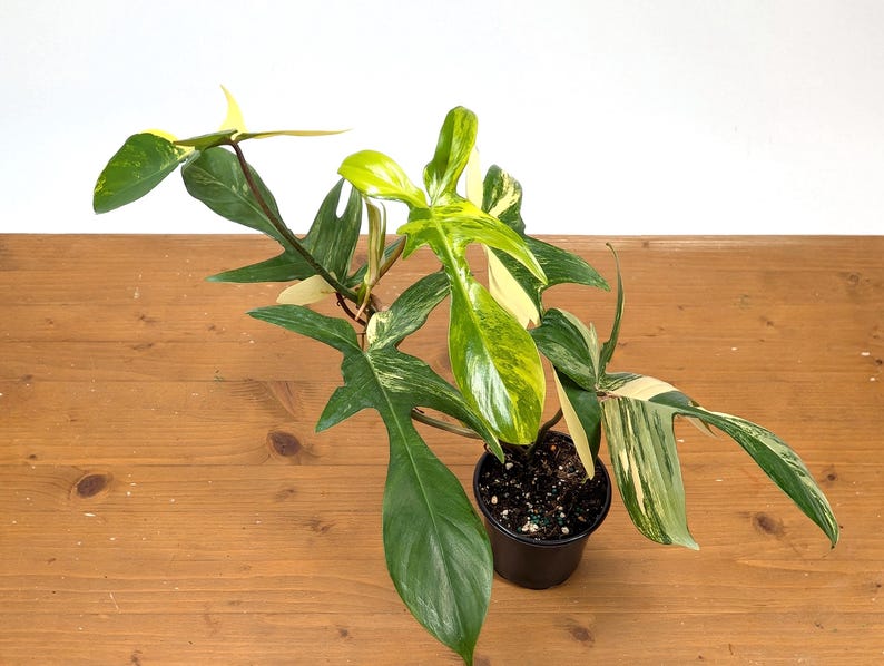 Philodendron Florida Beauty Variegated XL