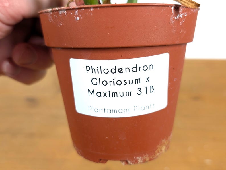 EXACT Philodendron Gloriosum x Maximum in 4 Inch Pot - One of a Kind
