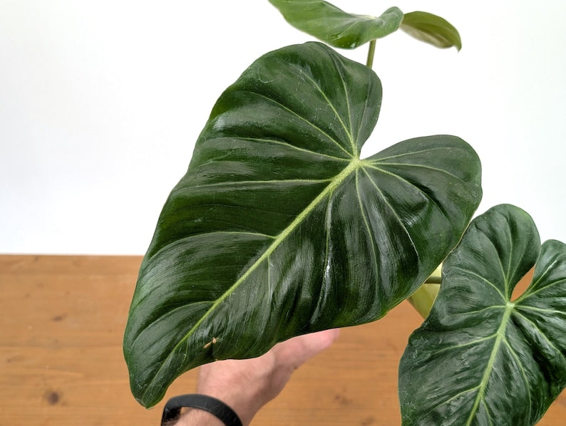 EXACT Philodendron Gloriosum x Maximum in 4 Inch Pot - One of a Kind
