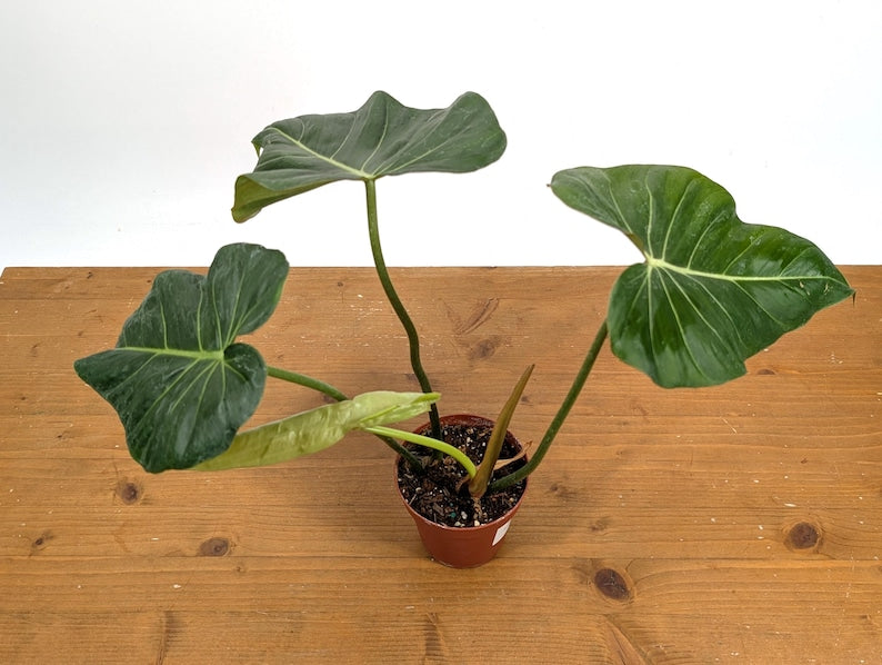 EXACT Philodendron Gloriosum x Maximum in 4 Inch Pot - One of a Kind
