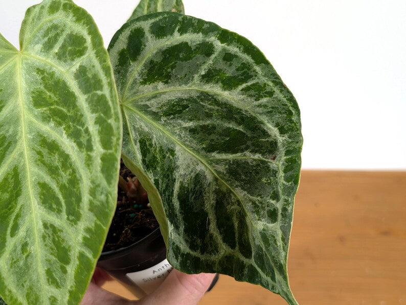 Anthurium Silver Blush Variegated Mint