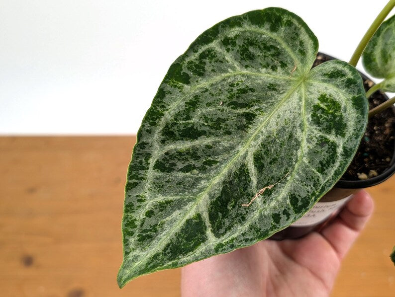 Anthurium Silver Blush Variegated Mint