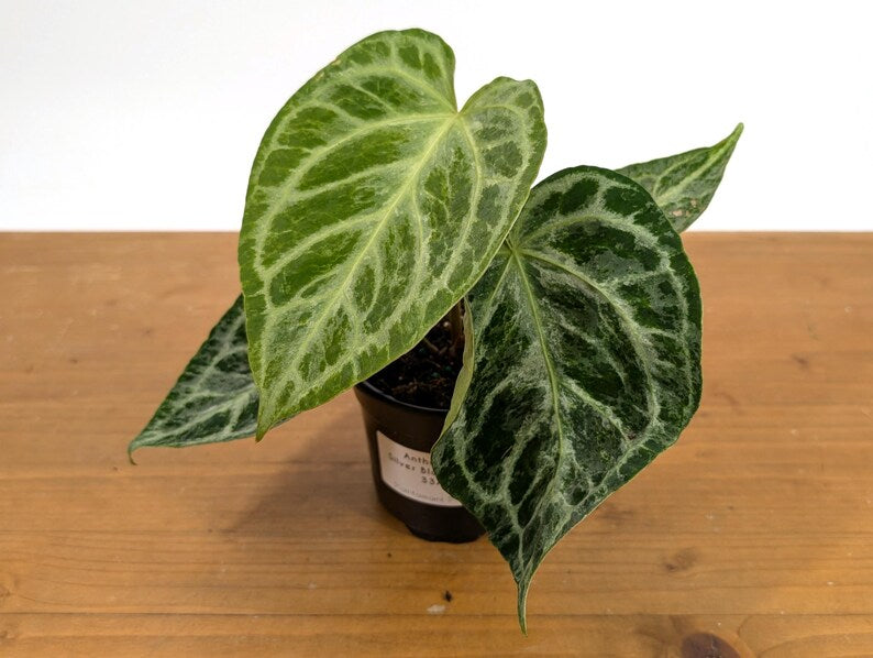 Anthurium Silver Blush Variegated Mint
