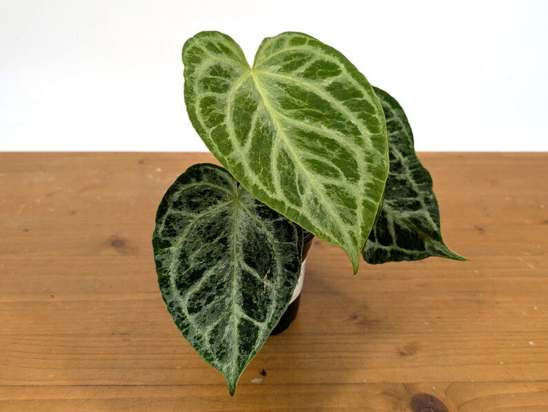Anthurium Silver Blush Variegated Mint