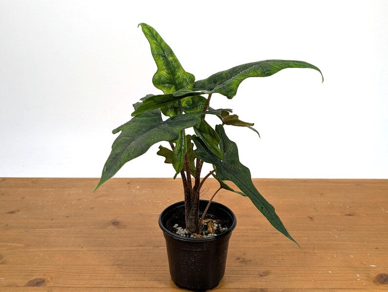 Alocasia tandurusa 'Jacklyn'