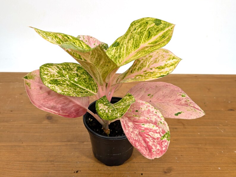 Aglaonema Mahasombat