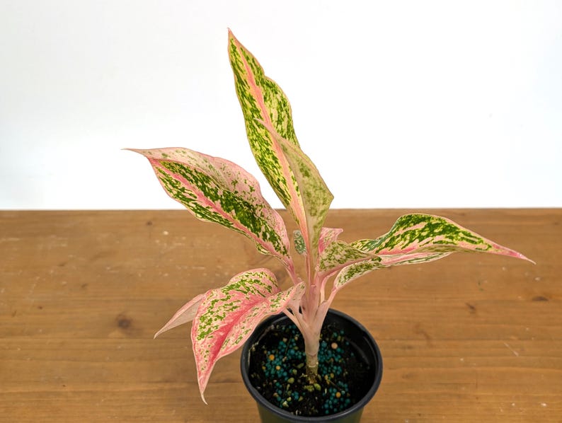 Aglaonema Pink Baramee