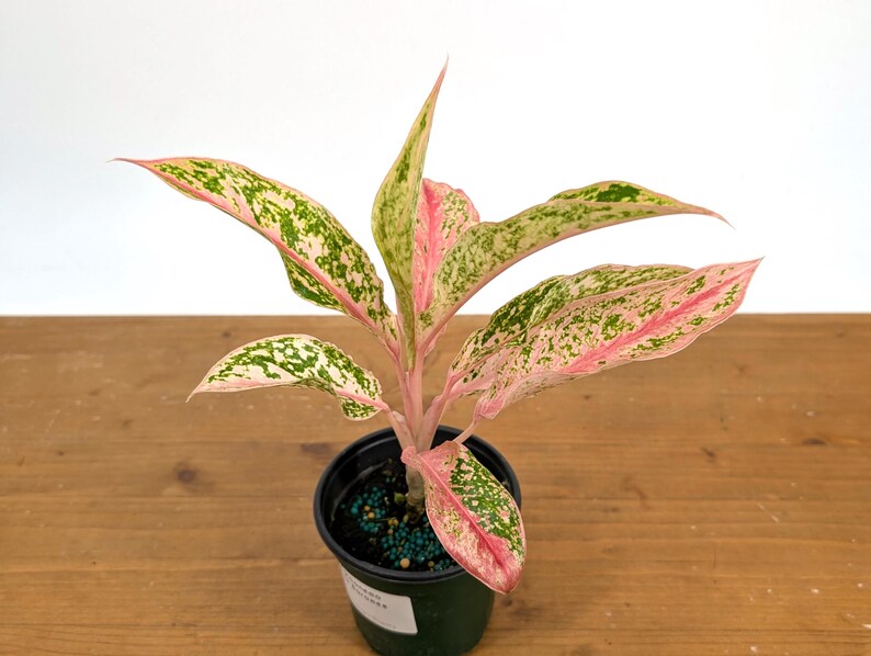 Aglaonema Pink Baramee