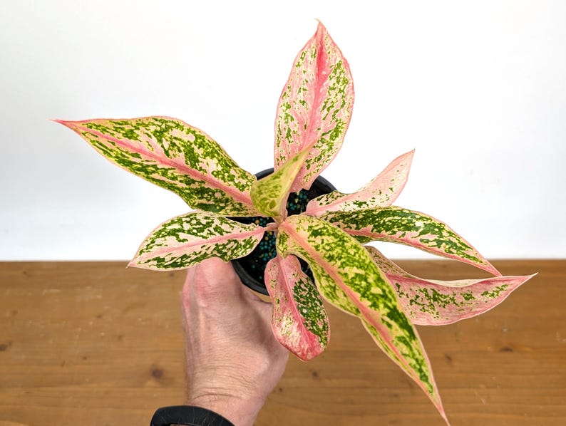 Aglaonema Pink Baramee