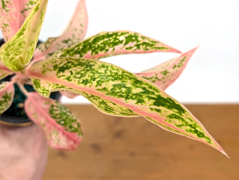 Aglaonema Pink Baramee