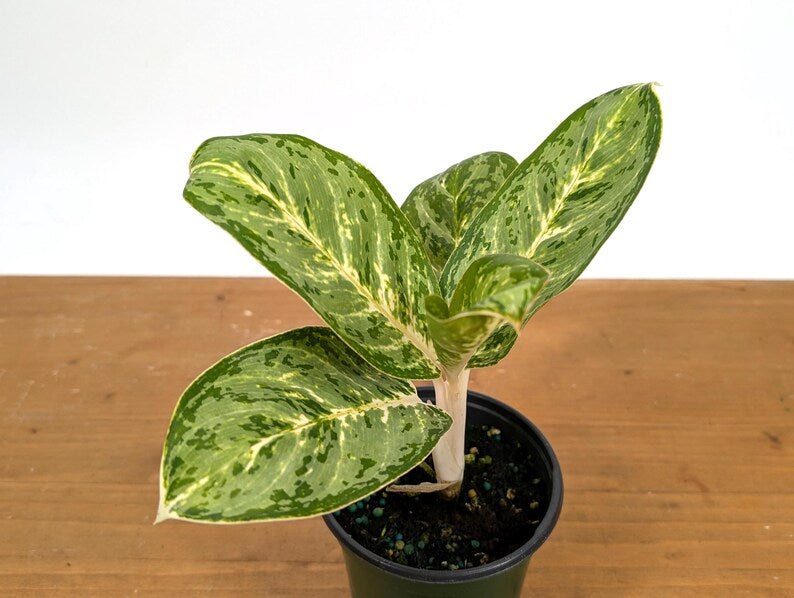 Aglaonema Green Papuma