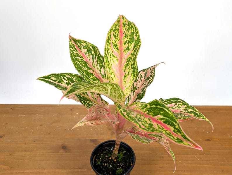 Aglaonema Platinum
