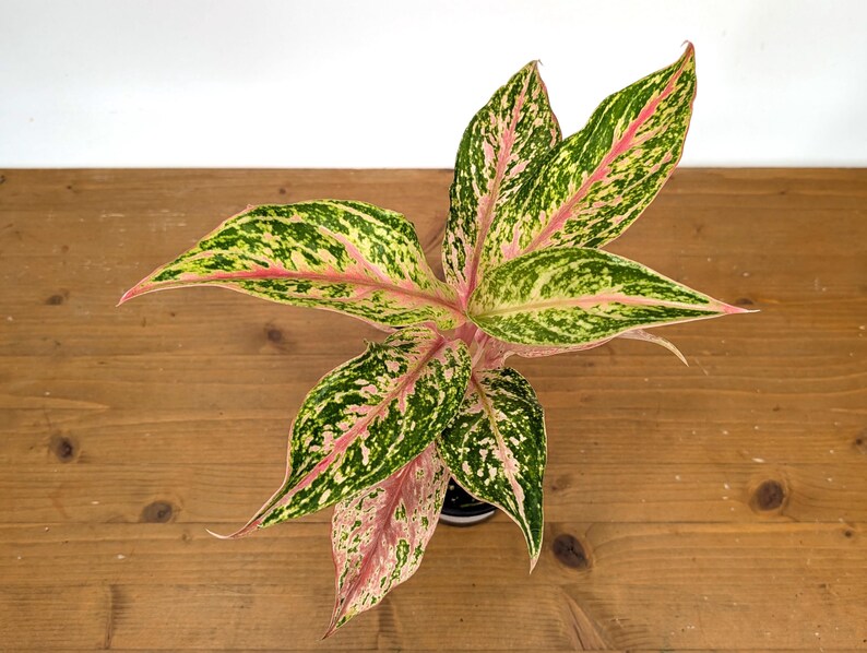 Aglaonema Platinum