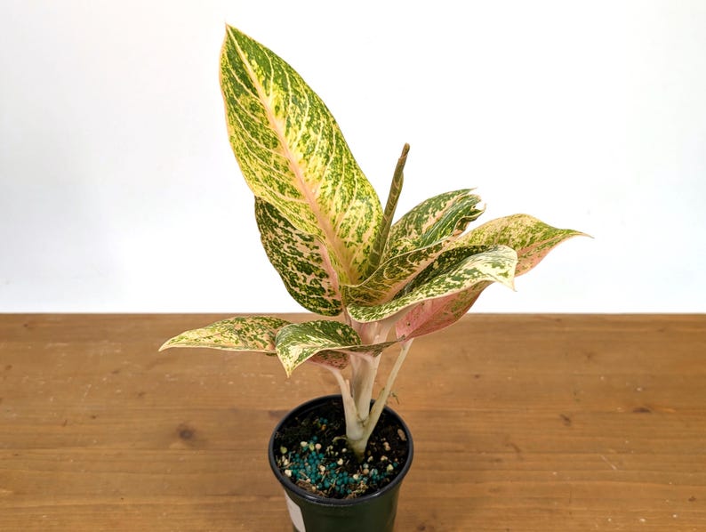 Aglaonema Harley Queen