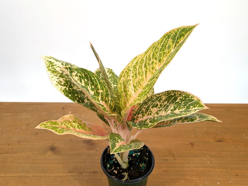 Aglaonema Harley Queen