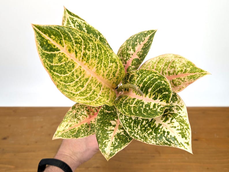 Aglaonema Harley Queen