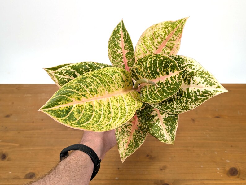 Aglaonema Harley Queen